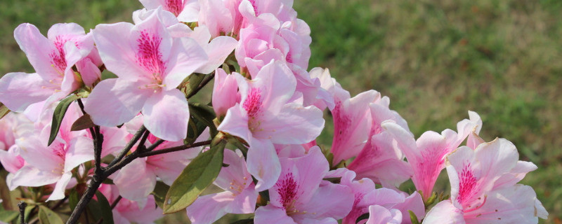 杜鹃花土培好还是水培好（杜鹃花土培好还是水培好呢）