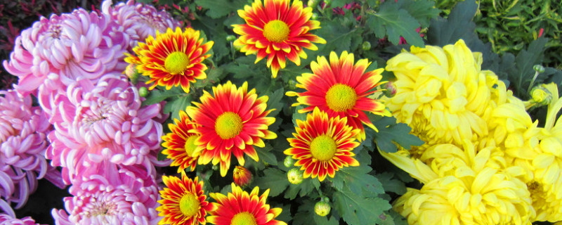 菊花夏天能放室内养行吗 菊花夏天能放室内养行吗