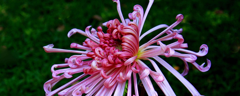 菊花水养能不能活 菊花水养能不能养活