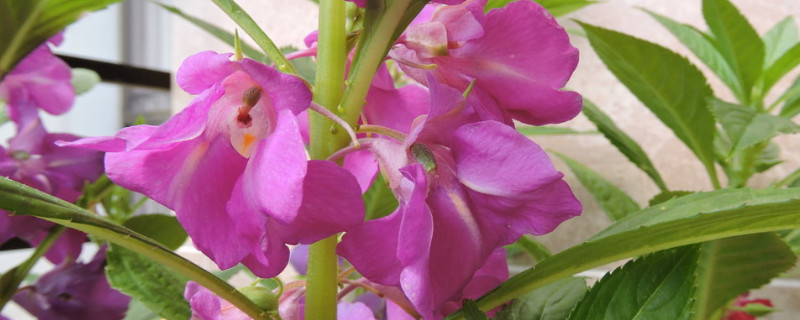 海娜花和凤仙花的区别（凤仙花和海娜粉有什么区别）