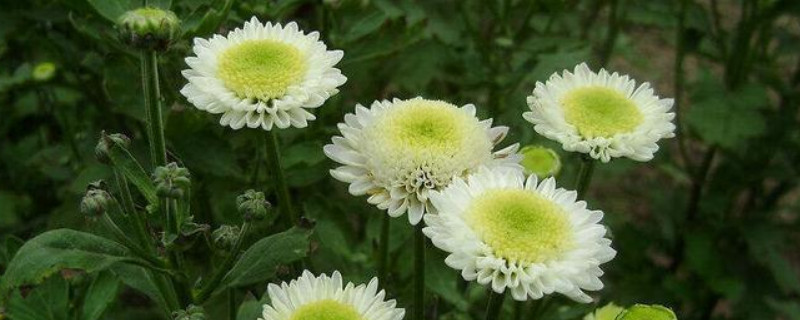 菊花花蕾期可以施肥吗（菊花花蕾期可以施肥吗有毒吗）