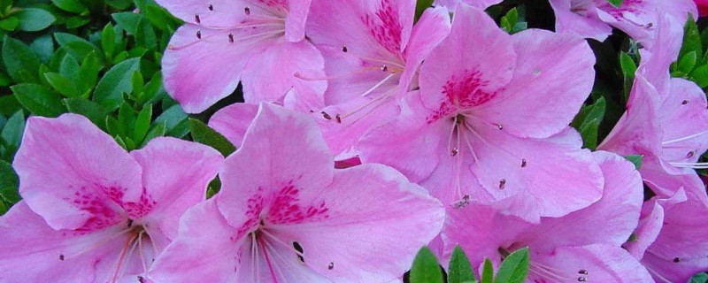 杜鹃花的花心是什么颜色的（杜鹃花的花心是什么颜色的图片）