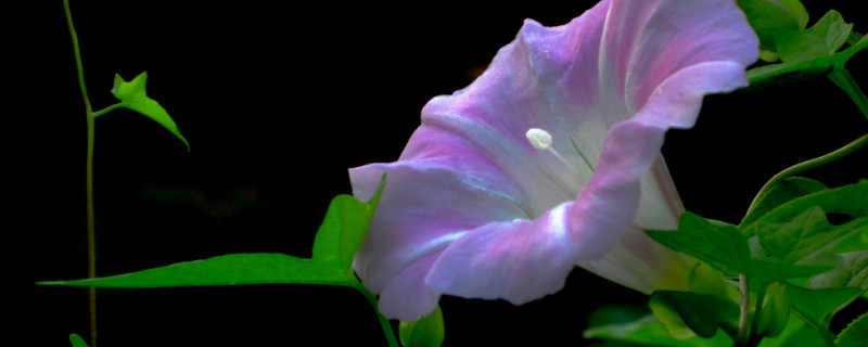 牵牛花需要每年重新种植吗（牵牛花每年都要重新种）