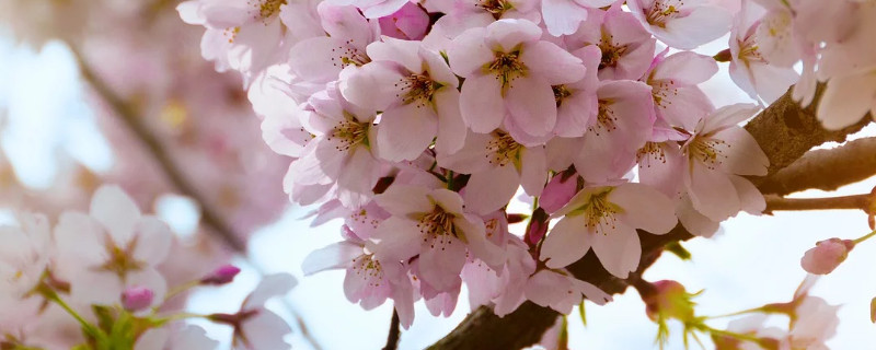 樱花树难养吗（樱花树难养吗为什么）