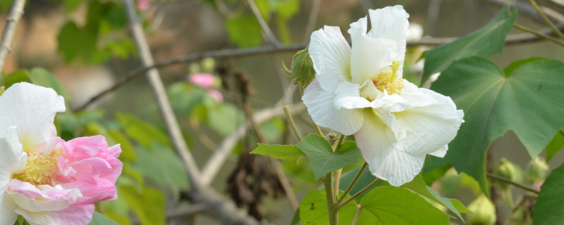 芙蓉花种子怎么种（芙蓉花种子怎么种植）