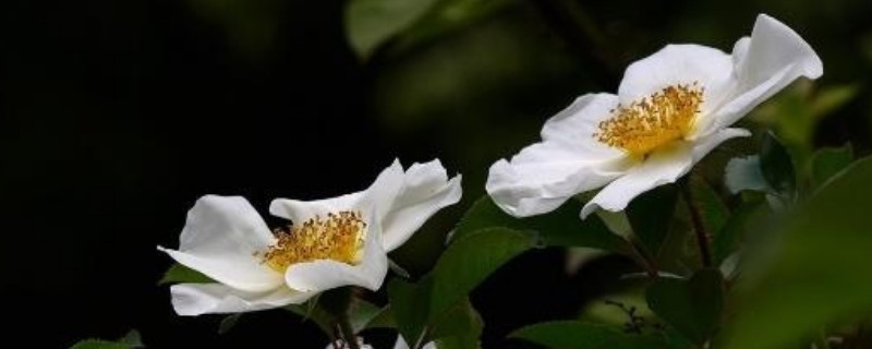 野生金樱子与种植的有区别吗（野生金樱子与种植的有区别吗视频）