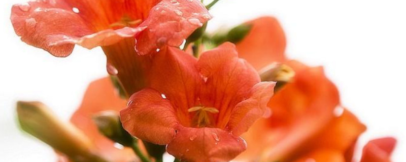 凌霄花要打顶吗 凌霄花要修剪吗