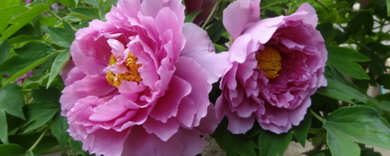 如何让春栽牡丹开花（如何让春栽牡丹开花花）