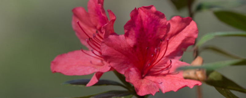 杜鹃花换盆后养护要点（杜鹃花换盆的注意事项）