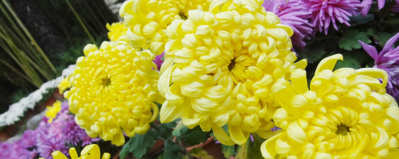 水培菊花怎么出根 怎样水培菊花