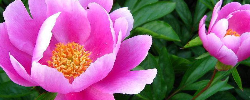 芍药秋天能挖根移栽吗 芍药秋天能挖根移栽吗图片