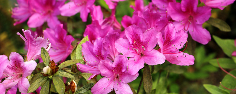 杜鹃花的花开的小怎么回事（杜鹃花的花开的小怎么回事啊）