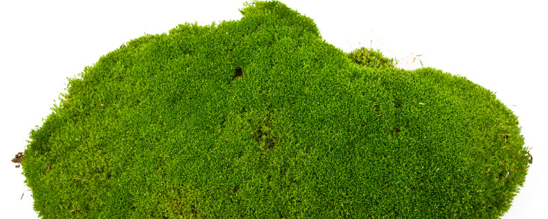青苔怎么养才茂盛（青苔的养法）