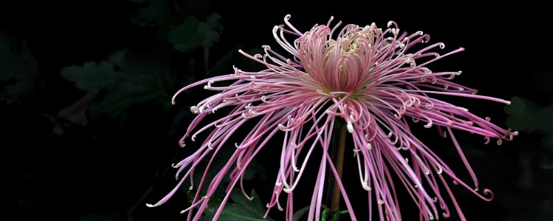水培菊花怎么养大 水培菊花怎么养大一点