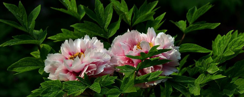 让牡丹春节前开花的措施（让牡丹春节前开花的措施是什么）