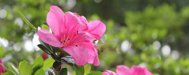 杜鹃花冬季可以换盆吗（杜鹃花冬季可以换盆吗图片）