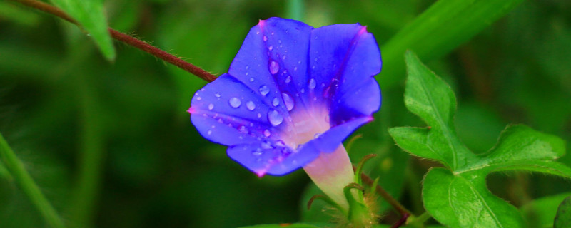 牵牛花的花语和寓意（牵牛花的花语和寓意是阳生植物吗）