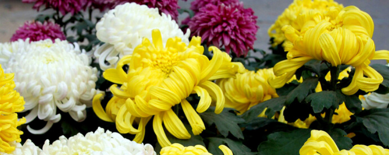 菊花变黄了怎么回事（菊花变黄了怎么回事儿）