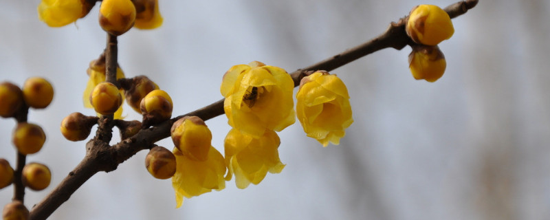 什么花儿冬天带雪开（什么花儿在冬天开放）