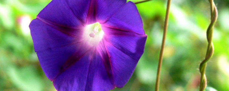 牵牛花能在阳台上种么 牵牛花能在阳台上种么吗