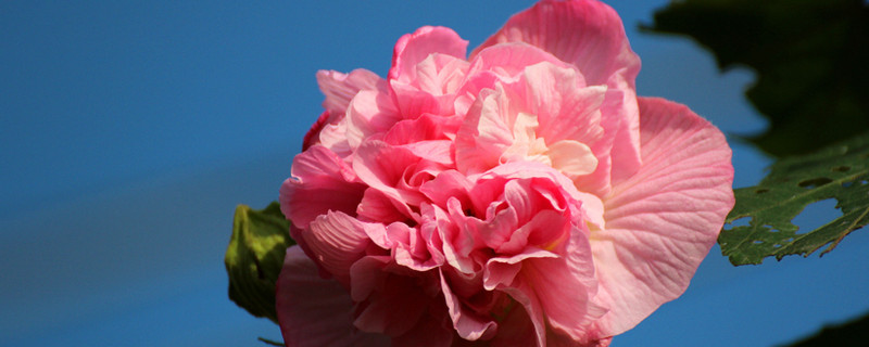 芙蓉花的香味是怎样的（芙蓉花有什么特征）