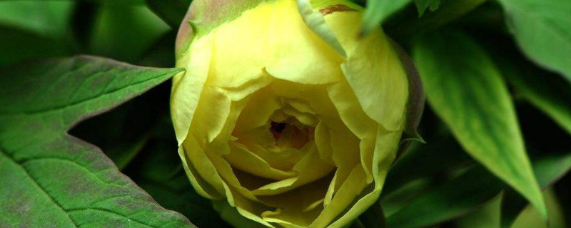 牡丹花夏天发芽吗（牡丹花夏天发芽吗怎么养）