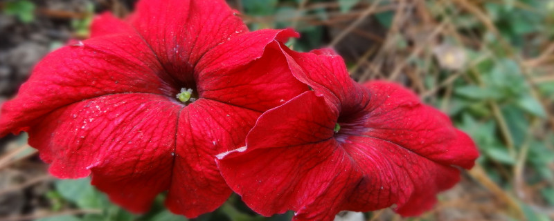 水培重瓣牵牛花几天生根（重瓣牵牛花种子多久发芽）