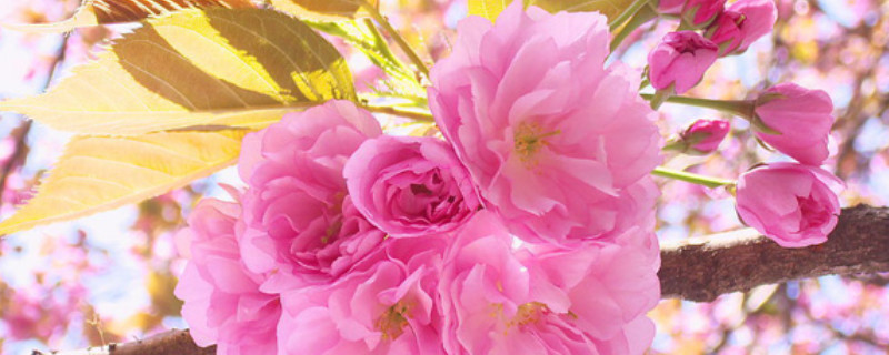 樱花什么季节开（樱花什么季节开?）