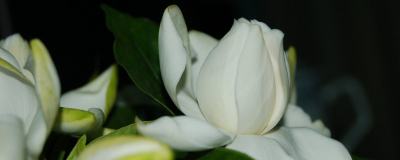 栀子花夏季不开花怎么办 栀子花夏季不开花怎么办呢
