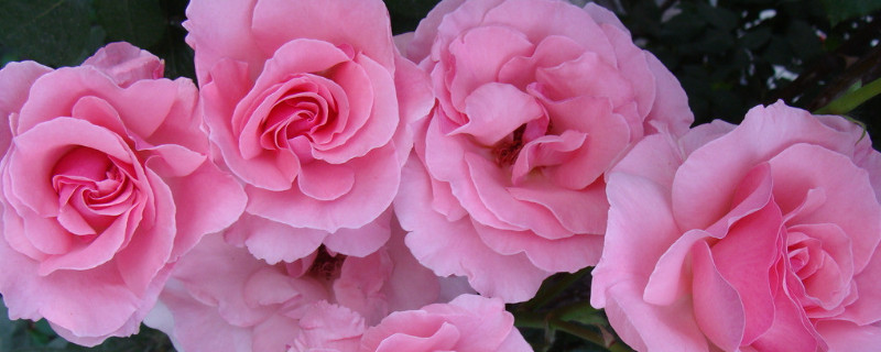 月季花怎么嫁接 月季花怎么嫁接成活率高视频