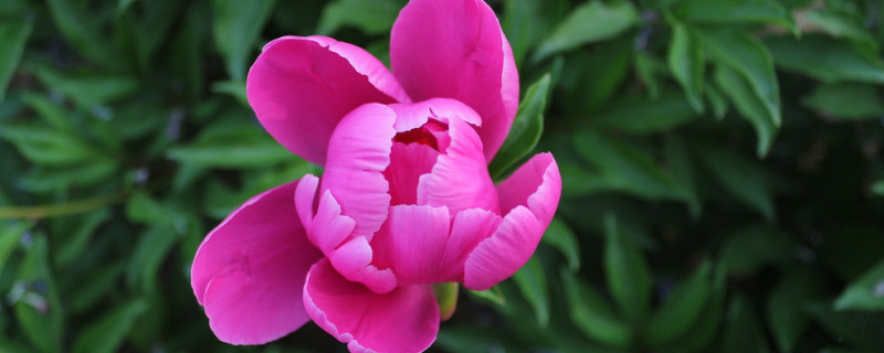 芍药花四季常青吗 芍药花四季常青吗