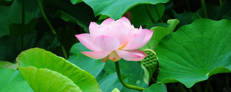 荷花过冬明年能长吗（荷花过冬后不发芽了什么原因）