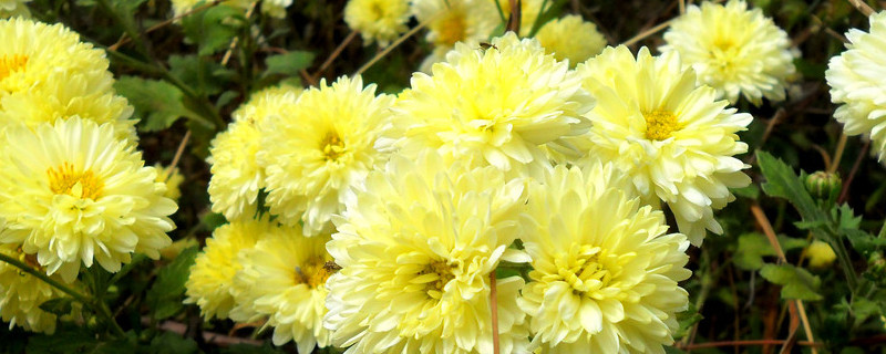 菊花的根部生出嫩芽怎么回事（菊花的根部生出嫩芽怎么回事啊）