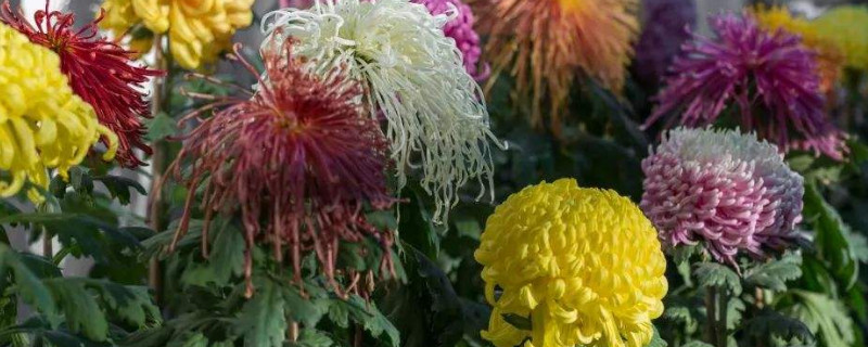 菊花冬天能种吗（菊花冬天能种吗?）