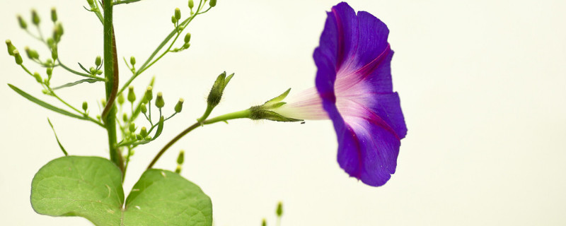 牵牛花的颜色有哪些（牵牛花的特点）