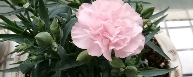 康乃馨秋天可以移植吗 康乃馨秋天可以移植吗