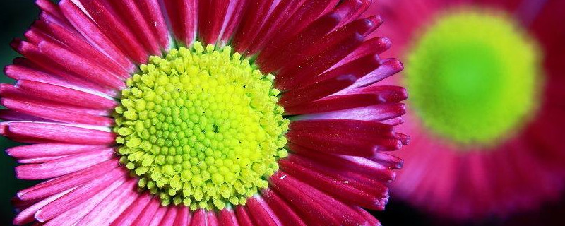 雏菊只长叶子不开花为什么（小雏菊只长叶子不开花）