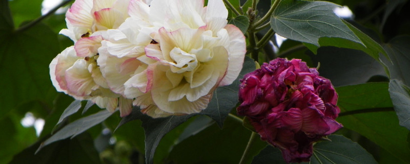 芙蓉花水栽可以么（芙蓉花浇水的方法）
