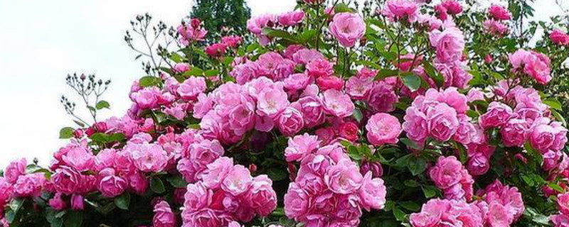 爬藤月季花的养殖方法 爬藤月季花的养殖方法视频
