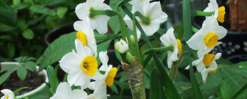 土培水仙花第二年能复花吗（土培水仙花第二年能复花吗视频）
