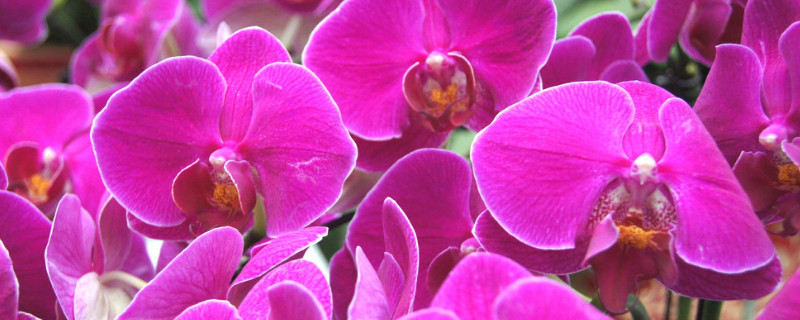 蝴蝶兰发芽怎么移植（蝴蝶兰发芽怎么移植视频）