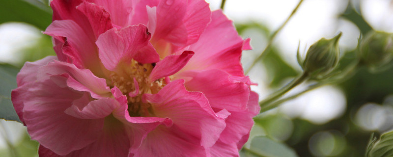芙蓉花根断了能移植活吗（芙蓉花根断了能移植活吗图片）