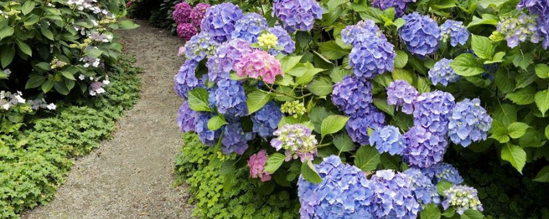 绣球花蔫了怎么办 绣球花蔫了怎么办 水养