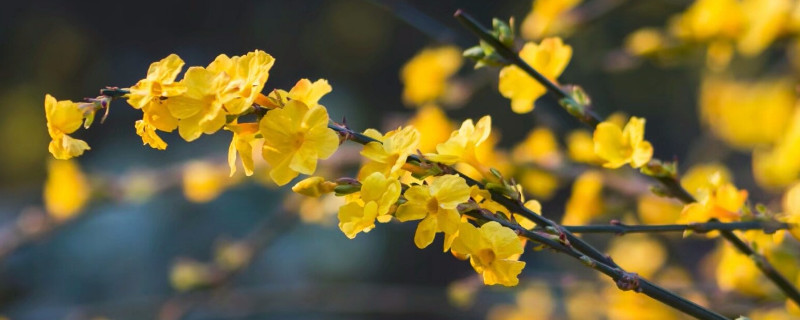 迎春花秋季的栽培与管理（迎春花秋季的栽培与管理方法）