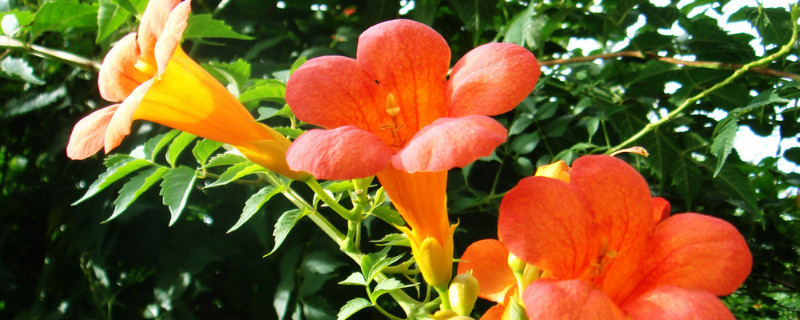 凌霄花怎么浇水 凌霄花怎么浇水最好