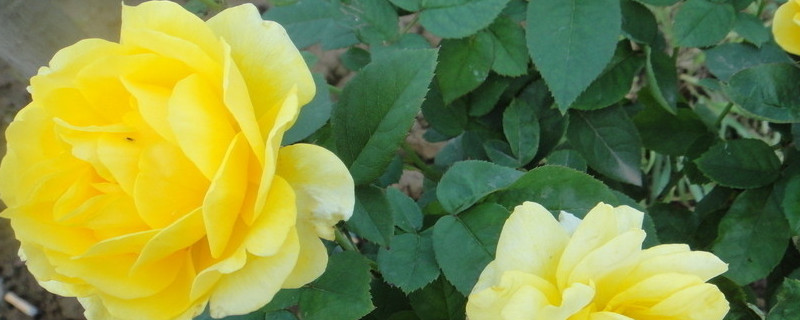 月季花夏季的养殖方式（月季花夏季的养殖方式是什么）