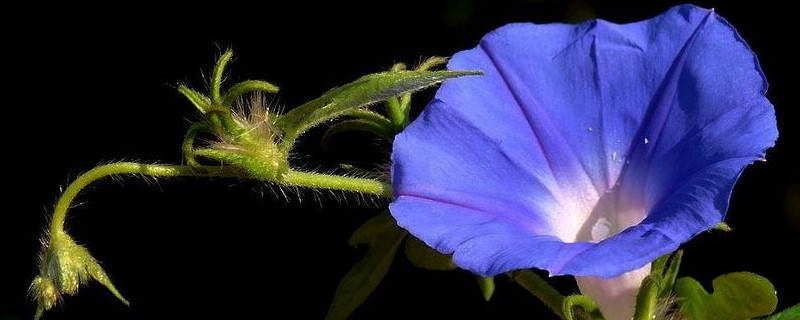 牵牛花秋天可以种吗（牵牛花秋天发芽能活吗）