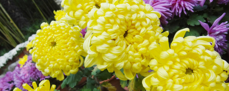 菊花浇水需要在花上喷水吗 菊花浇水需要在花上喷水吗为什么