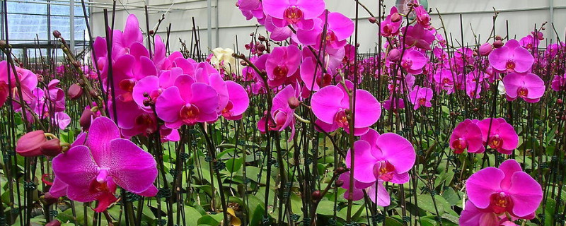 蝴蝶兰春节开花几时种（蝴蝶兰春节开花几时种植）
