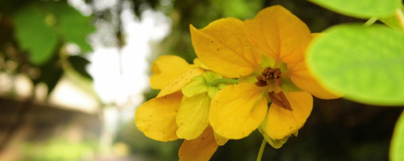 迎春花是什么花 迎春花是什么花冠